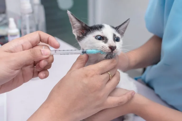 Complete Analysis On Cat Dewormer
