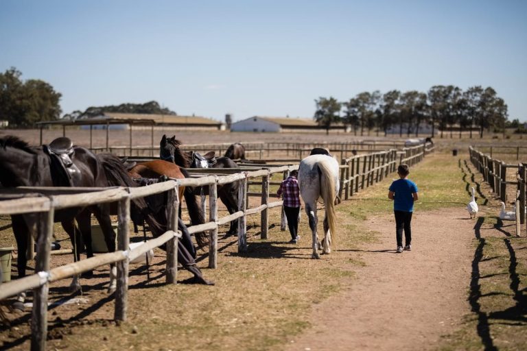 Boarding Stables For Horses And Their Myths