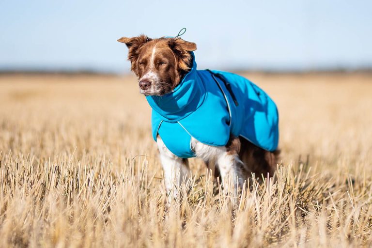 Lightweight Waterproof Dog Coats – Things To Know